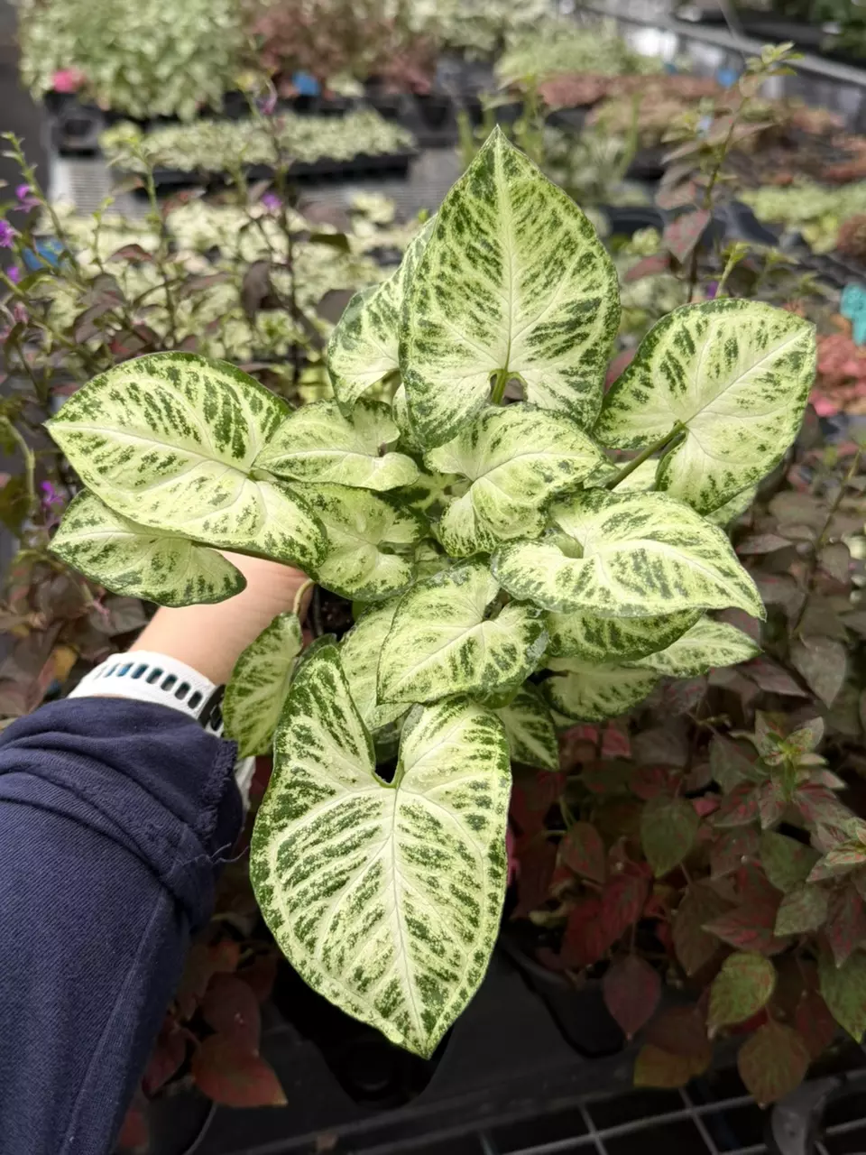 Syngonium Batik 4” Pot Specfic Plant 9229LSP | FF thumbnail