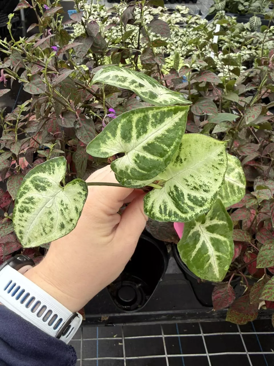Syngonium Glo-go Starter Specific Plant 9223LSP | FF thumbnail