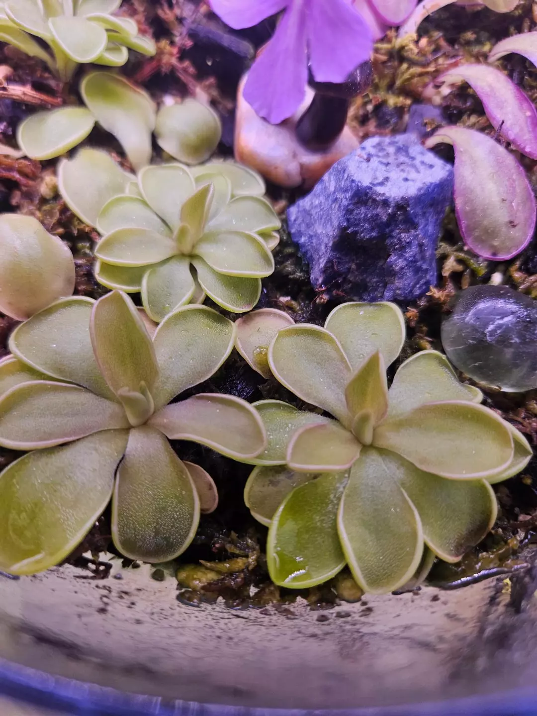 Pinguicula Rectifolia x Moranensis 1 ping thumbnail
