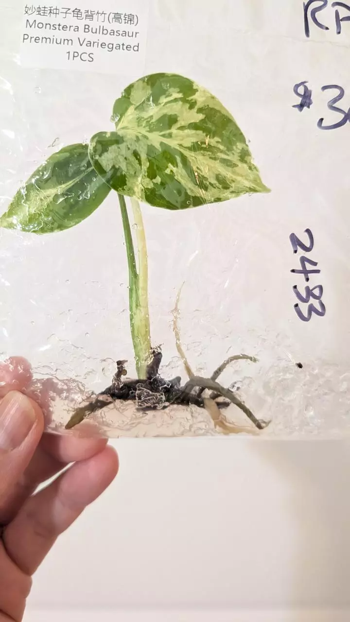Monstera Bulbassaur High Var #2433 thumbnail