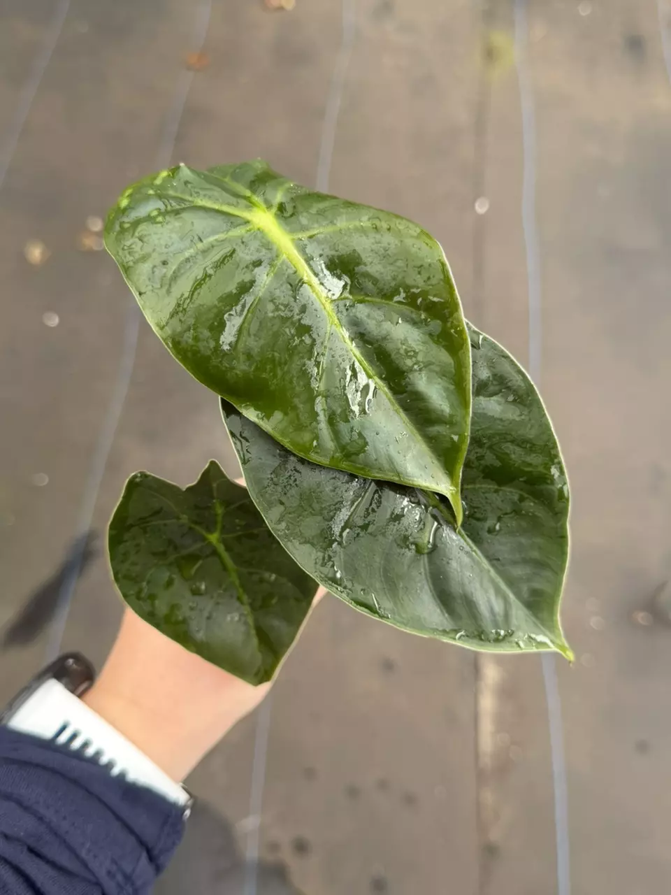 Alocasia Golden Bone Starter Specific 9221LSP | FF thumbnail