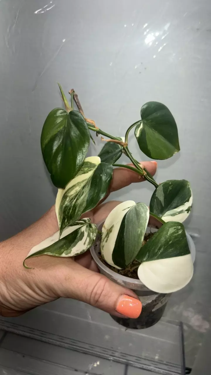 Heartleaf Albo philodendron thumbnail