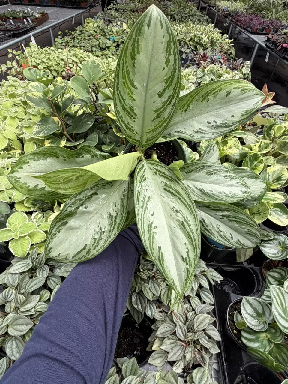 Aglaonema Silver Bay 6” Pot Specific Plant 9226LSP | FF thumbnail
