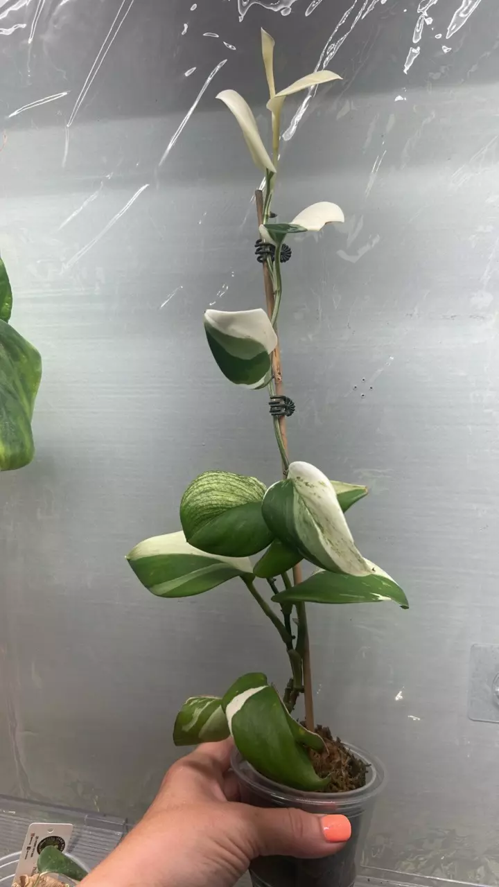 Scindapsus trebuii moonlight Albo thumbnail