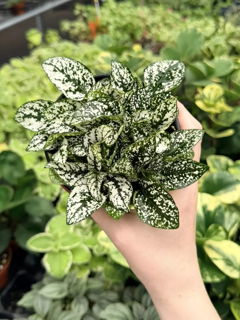 Hypoestes White Specific 4” Pot 9071FEP | F thumbnail