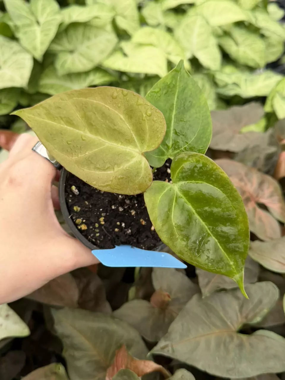 Anthurium Blue Papi x Red Stem Specific 4” Pot 8296EMP | FF thumbnail