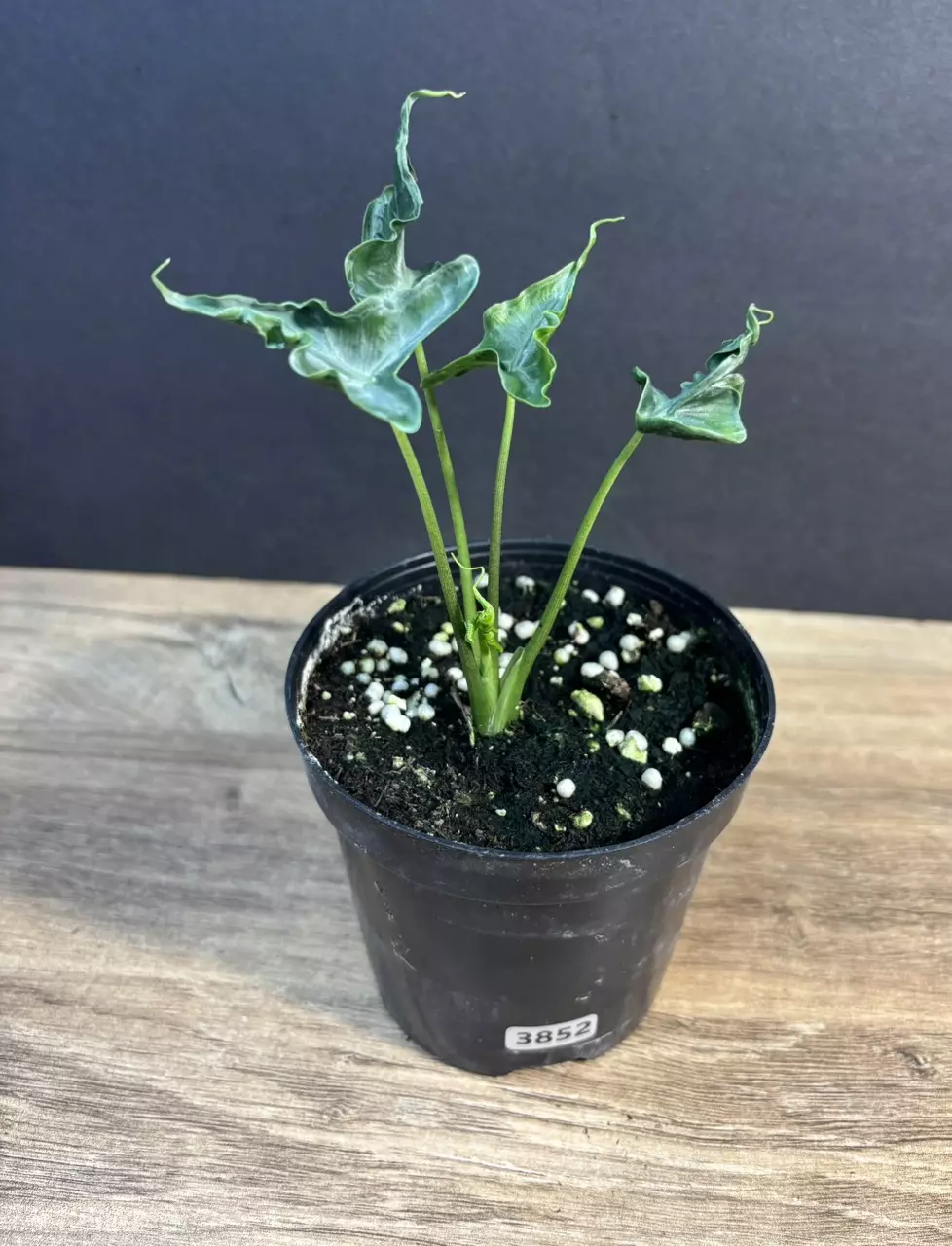 Alocasia Teletubbies 4” 3852 thumbnail
