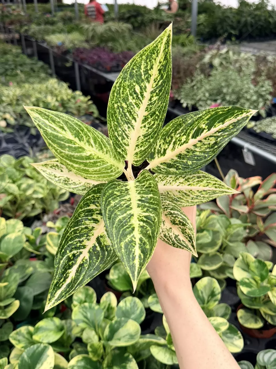 Algaonema White Legacy Specific 4” Pot 9056FEP | F thumbnail