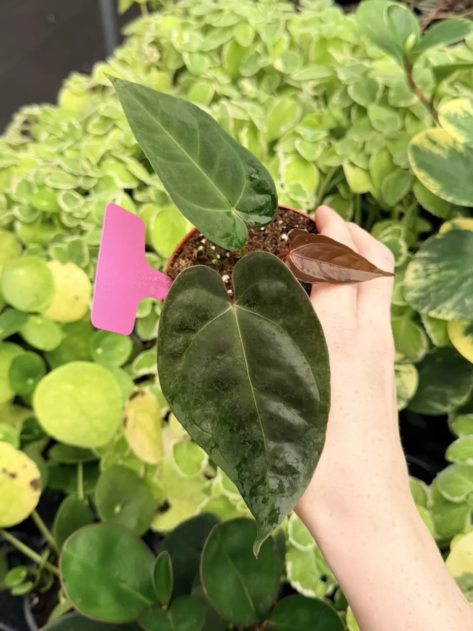 Anthurium Hoffmanii x Carla Specific 4” Pot 9059FEP | F thumbnail