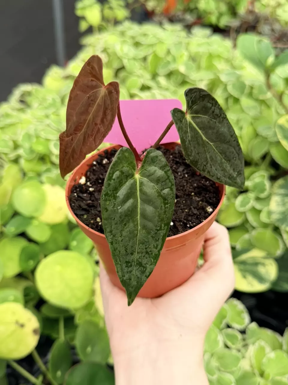 Anthurium Xone x MBR Specific 4” Pot 9066FEP | F thumbnail