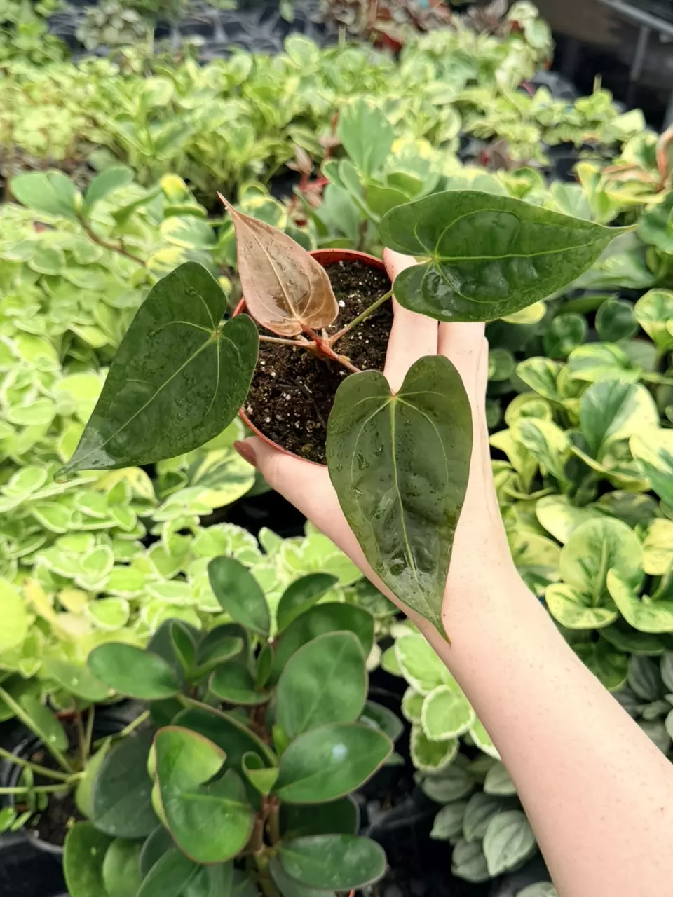 Anthurium Legend x Dark Mulan Specific 4” Pot 9068FEP | F thumbnail