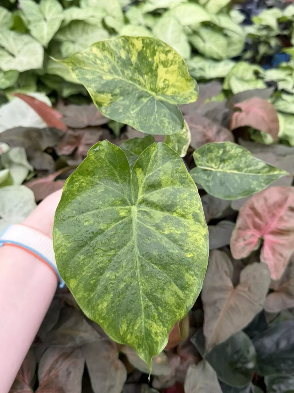 Alocasia Yellow V. Gageana Aurea Specific 4” Pot 9304EMP | FF thumbnail
