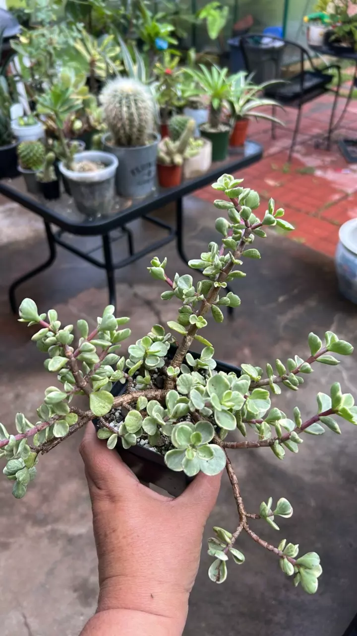 Portulacaria Varagata (Variegated Elephant bush) thumbnail