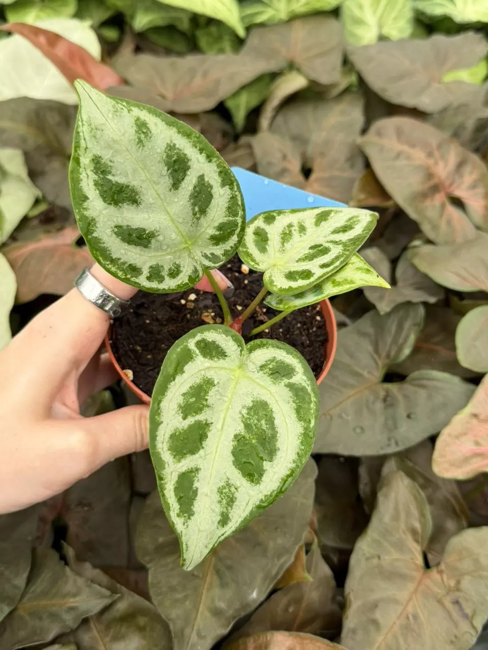 Anthurium Silver Blush x Silver Chrome 9305EMP | FF thumbnail