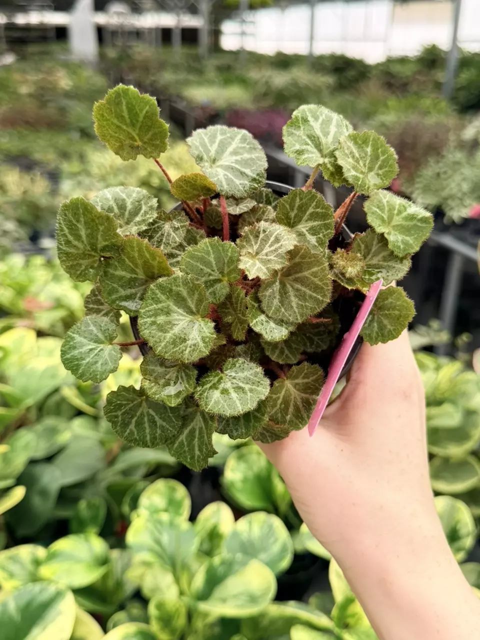 Begonia Strawberry “Saxifraga Stolonifera” Specific 4” Pot 9062FEP | F thumbnail