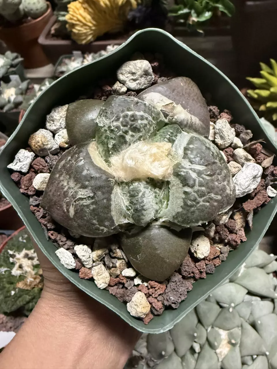 Ariocarpus Lloydii Latus seed grown 3.25" pot thumbnail
