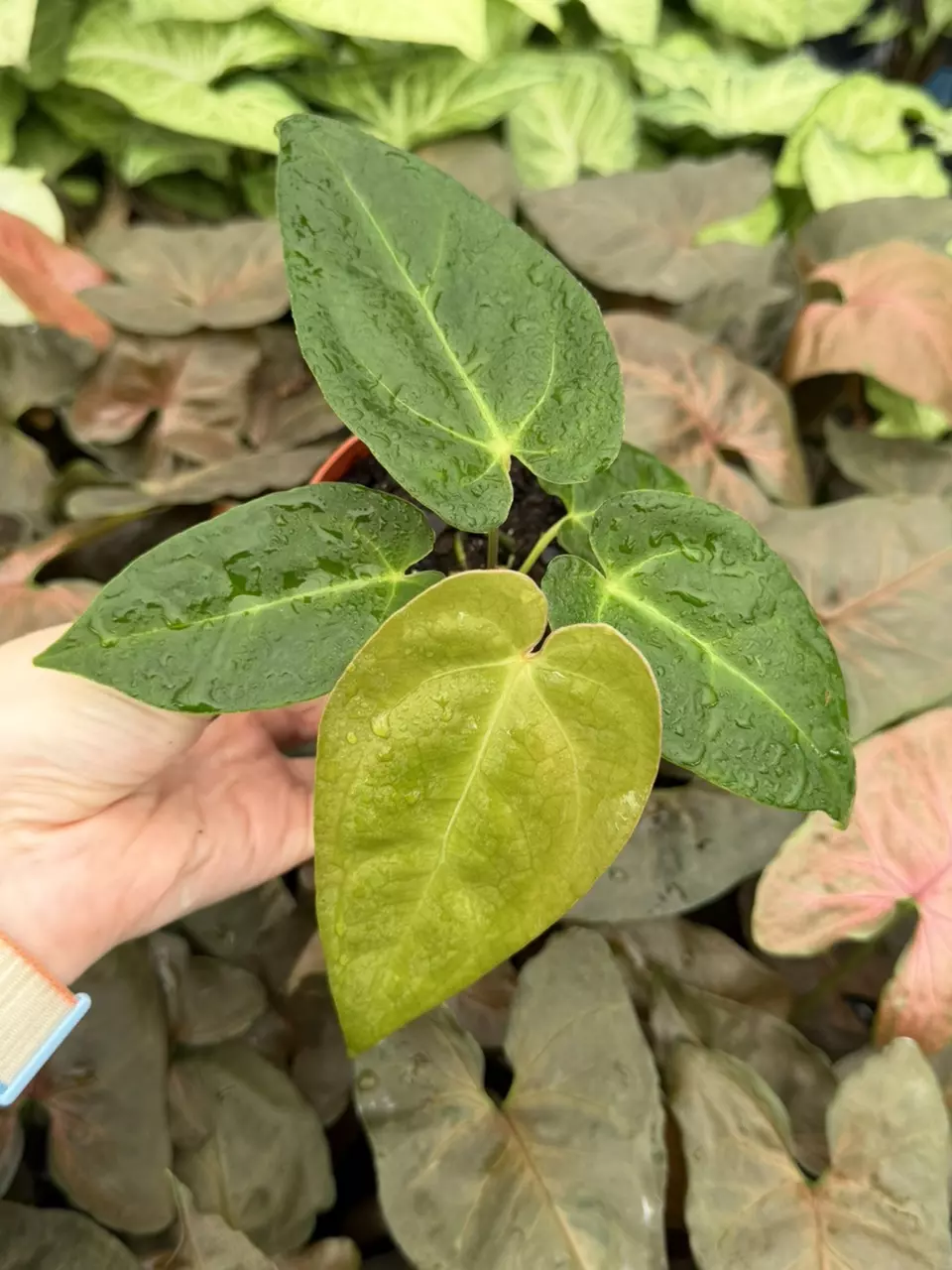 Anthurium Legend x Besseae Specific 4” Pot 9316EMP | FF thumbnail