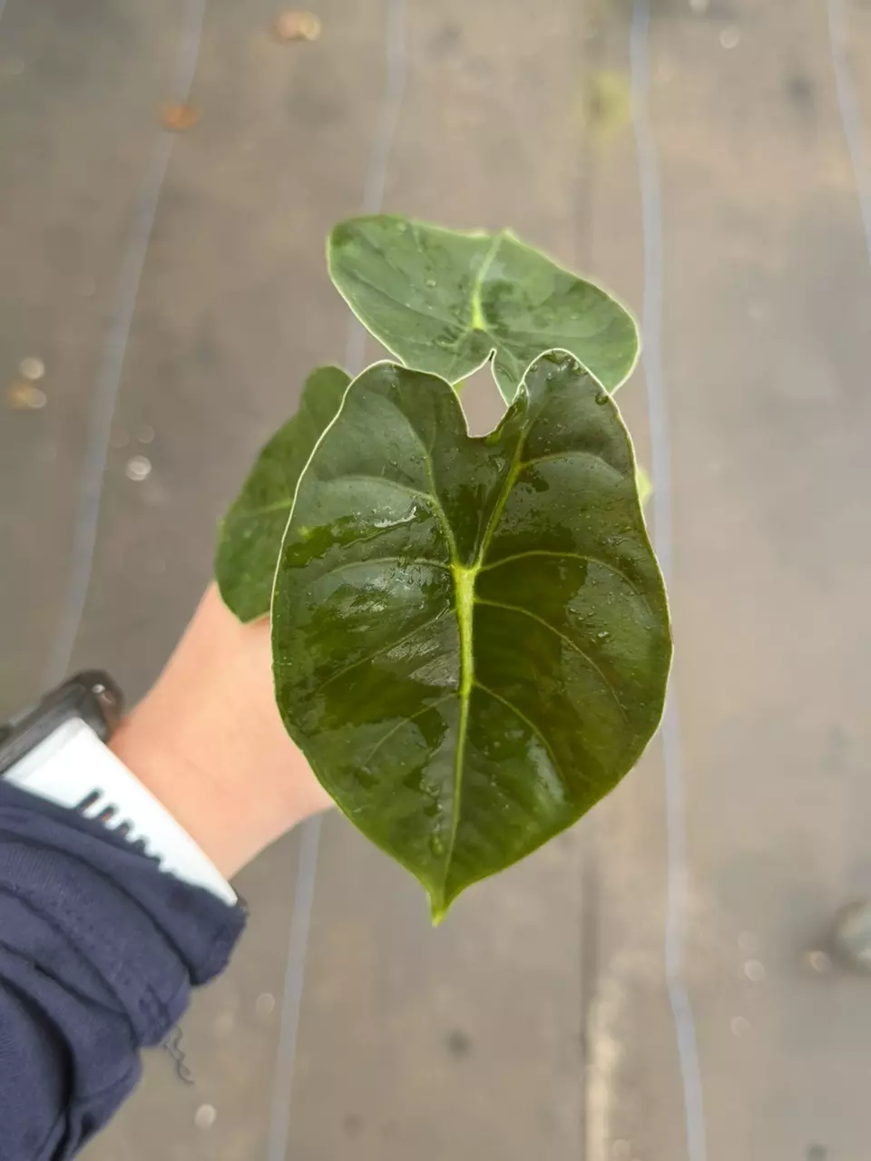 Alocasia Golden Bone Starter Specific Plant 9224LSP | FF thumbnail