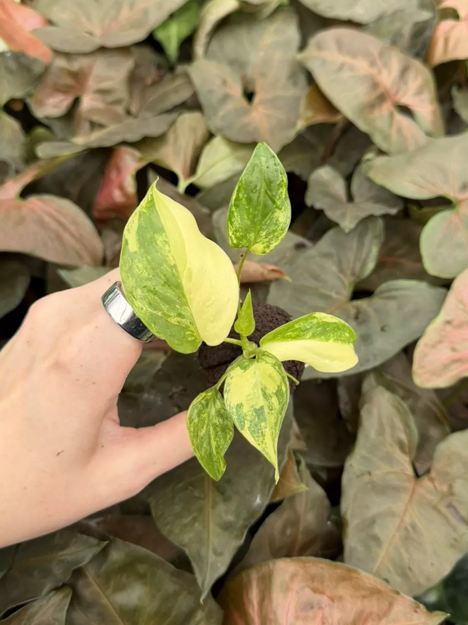 Philodendron Burle Marx Flame Variegated Specific Starter 9314EMP | FF thumbnail