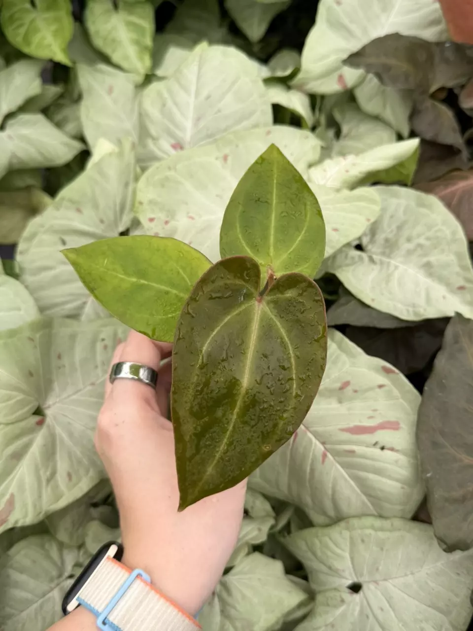 Anthurium Carla x Crystal Indo Specific Starter 9312EMP | FF thumbnail