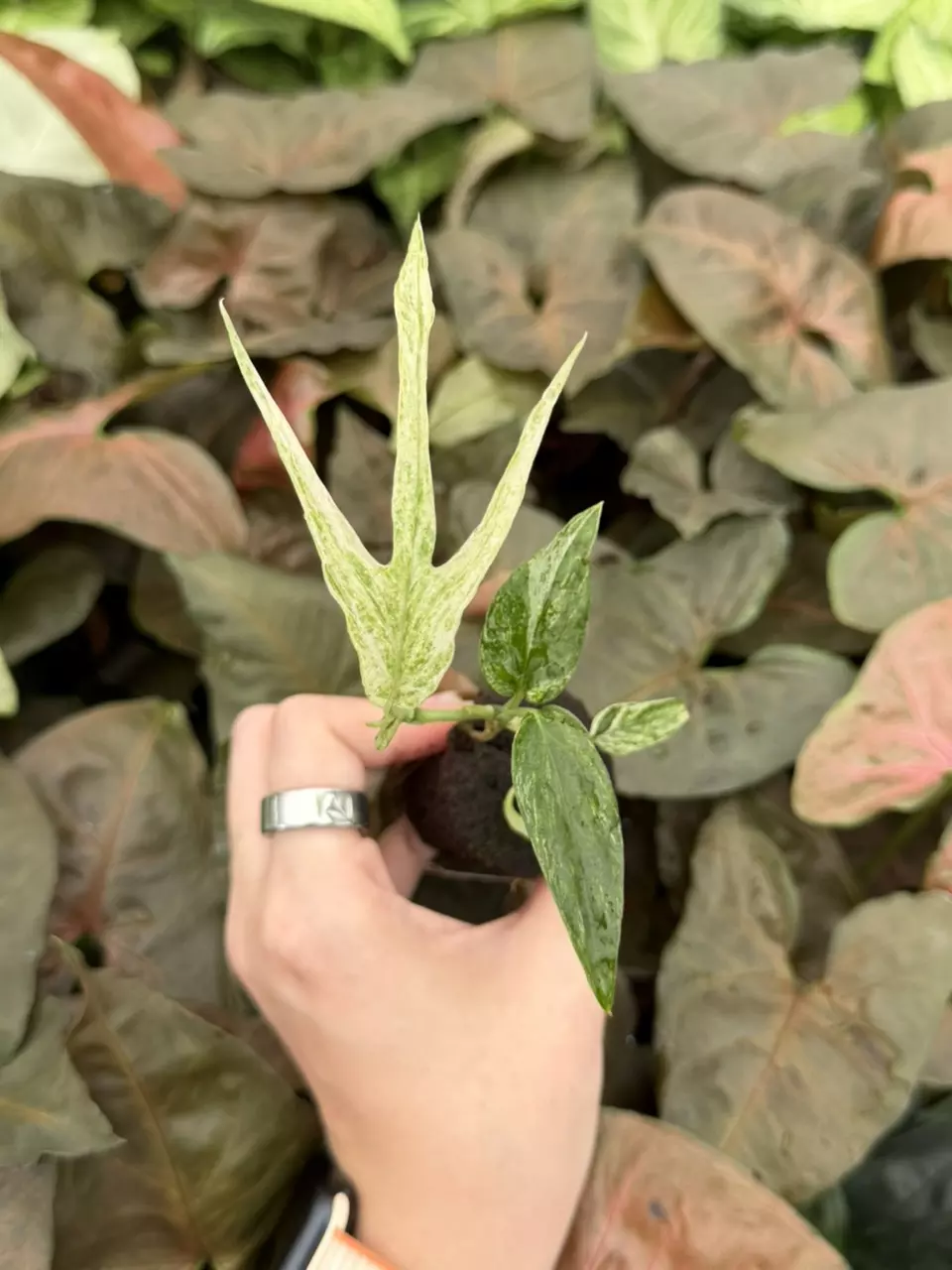 Amydrium Zipp Var. Specific Starter 9308EMP | FF thumbnail