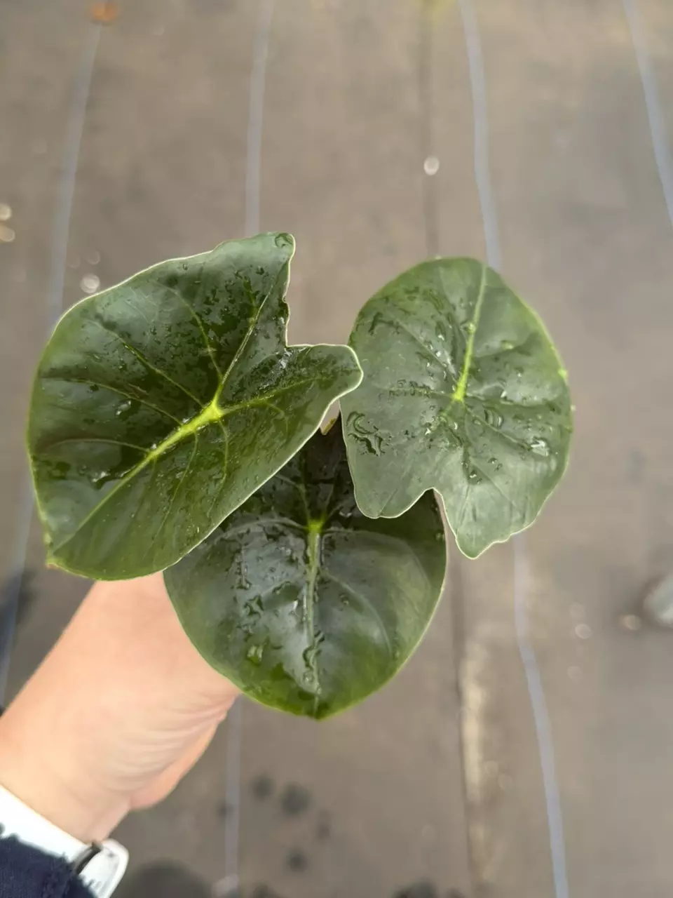 Alocasia Golden Bone Starter Specific Plant 9218LSP | FF thumbnail