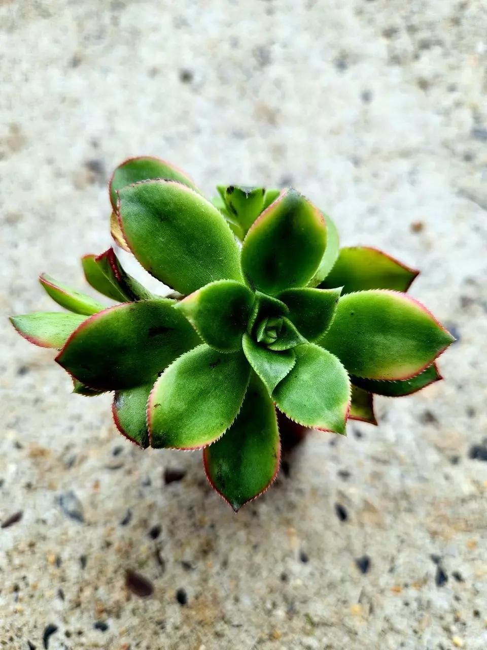 Aeonium Kiwi thumbnail