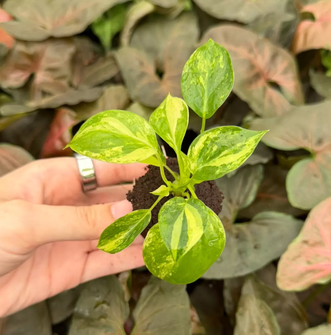 Philodendron Var Burle Marx Specific Starter  9306EMP | FF thumbnail
