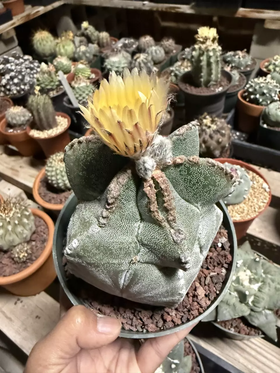 Astrophytum 5" pot thumbnail