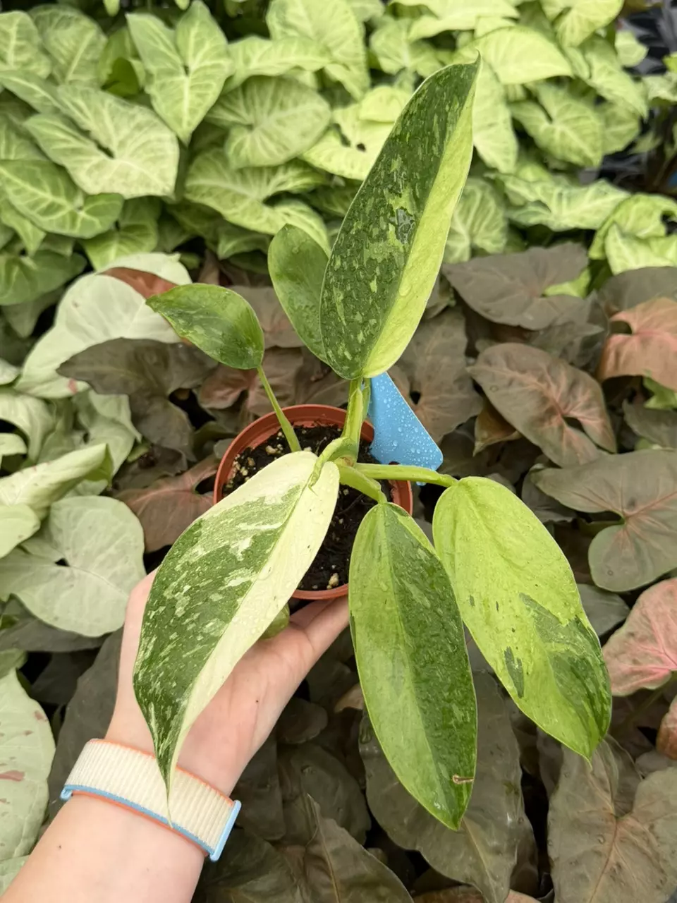 Philodendron Jose Buono Specific 4” Pot 9318EMP | FF thumbnail