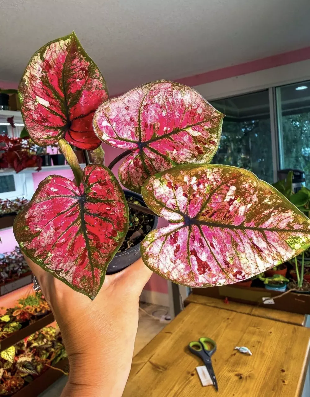Caladium Rare D thumbnail