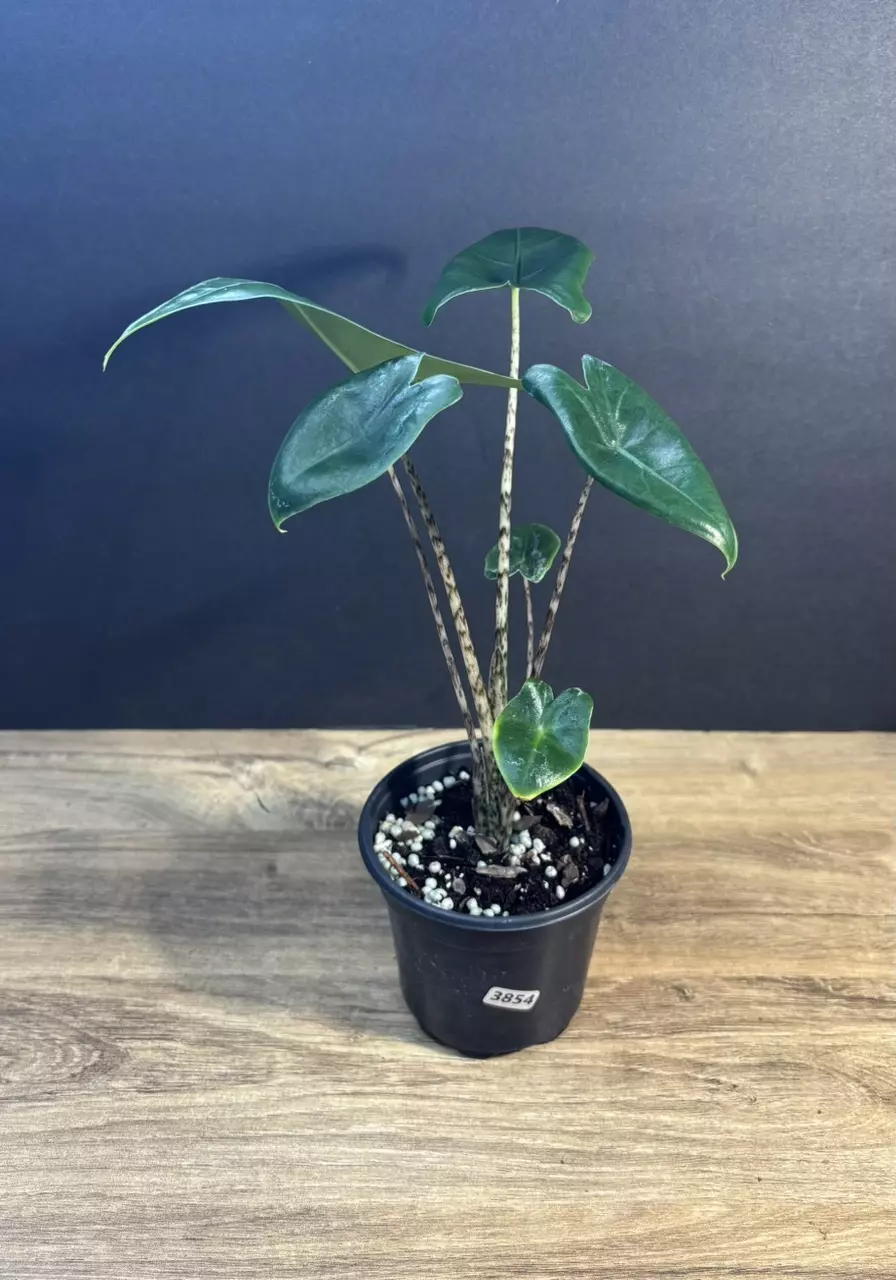 Alocasia Zebrina 4” 3854 thumbnail