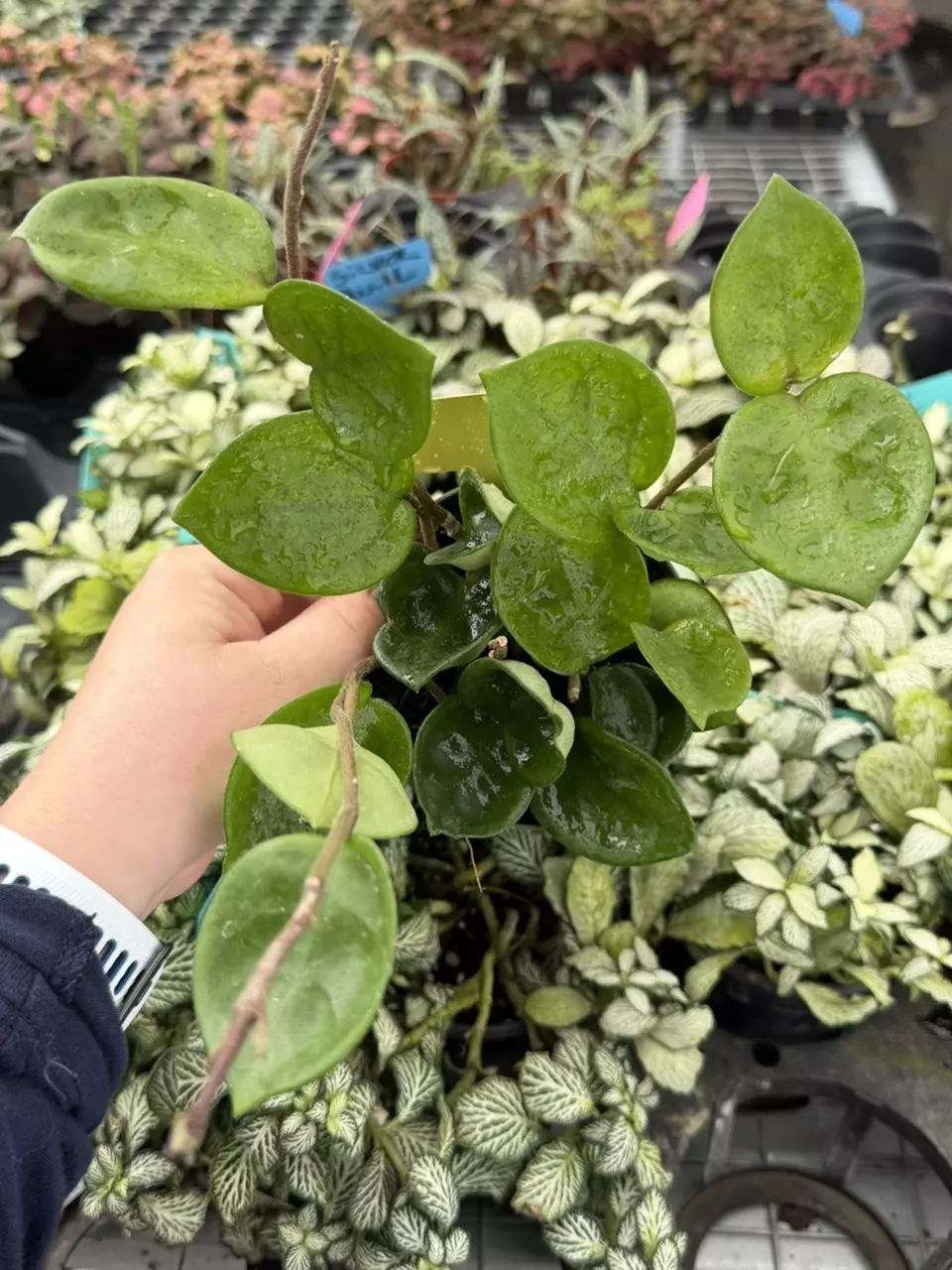 Hoya Chelsea 4” Pot Specific Plant 9215LSP | FF thumbnail