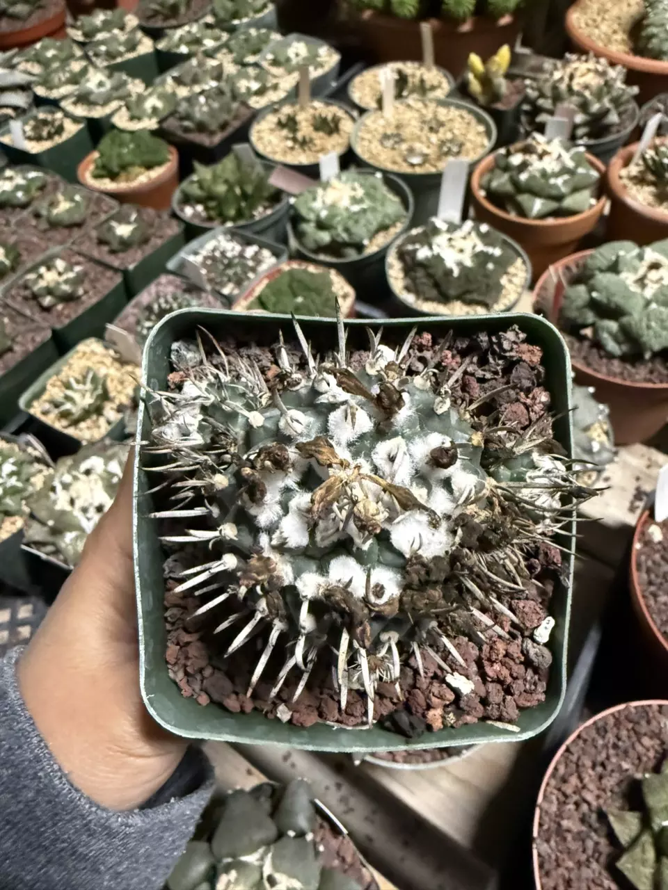 Turbinicarpus Schmiedickanus 3.25" pot seed grown thumbnail