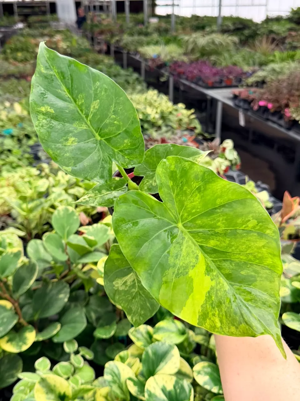 Alocasia Yellow Variegated Gageana Aurea Specific 4” Pot 9058FEP | F thumbnail