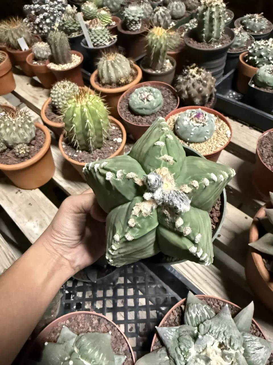 Astrophytum 5" pot thumbnail
