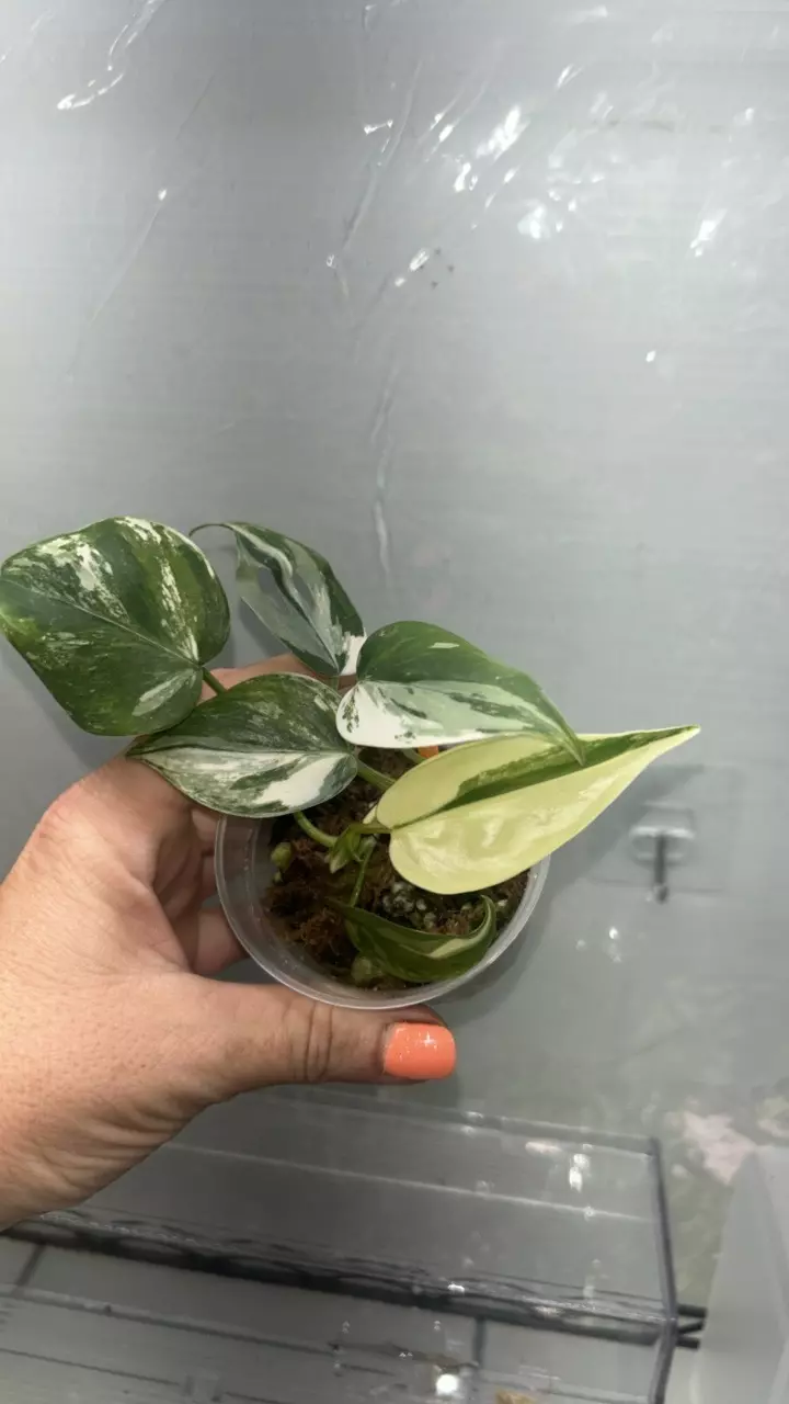 Heartleaf Albo philodendron thumbnail