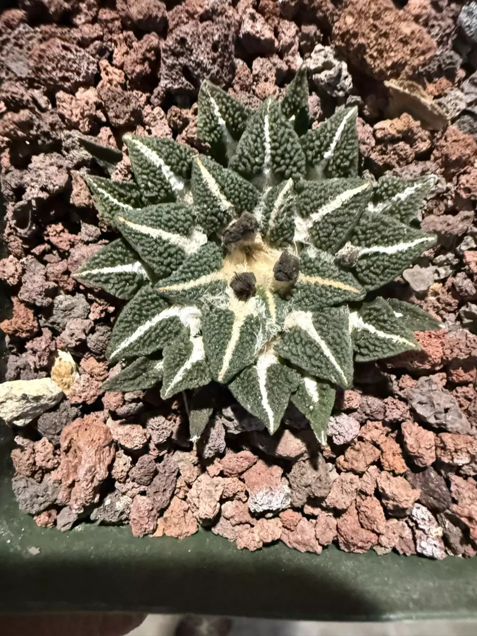 Ariocarpus Ooibo plant size 1.5 seed grown thumbnail