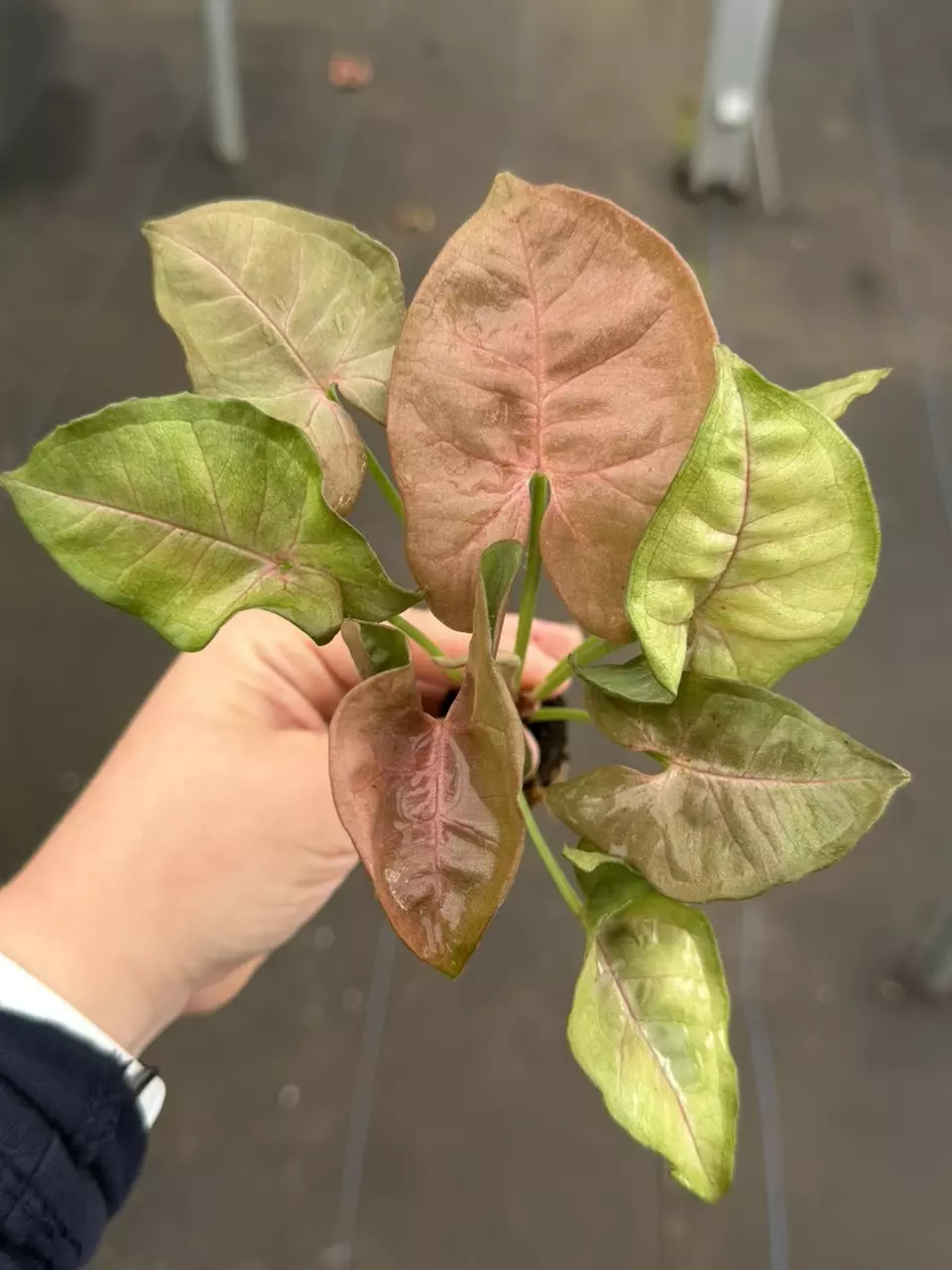 Syngonium Neon Robusta Starter Specific Plant  9227LSP | FF thumbnail