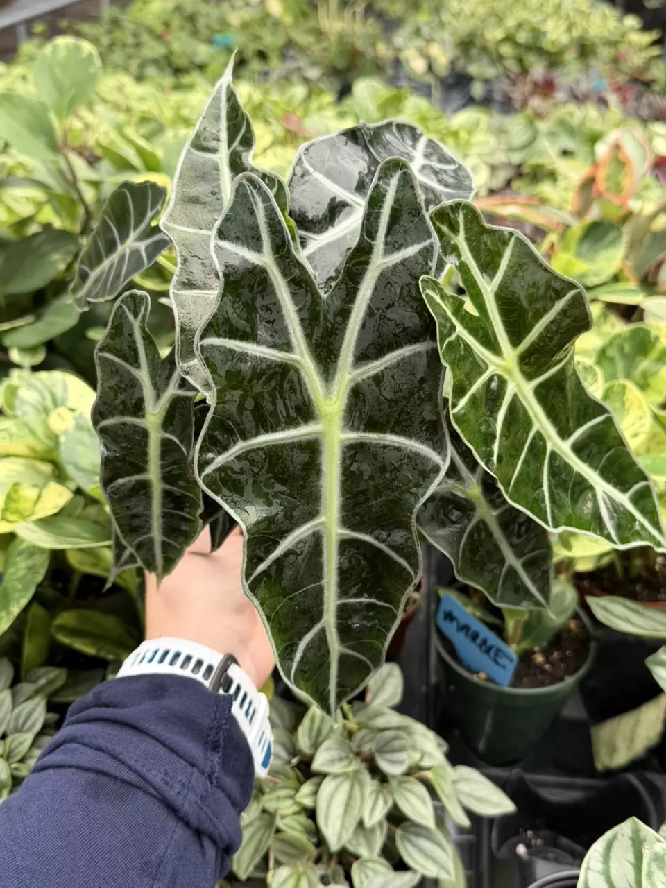 Alocasia Polly 4” Pot Specfic Plant 9214LSP | FF thumbnail