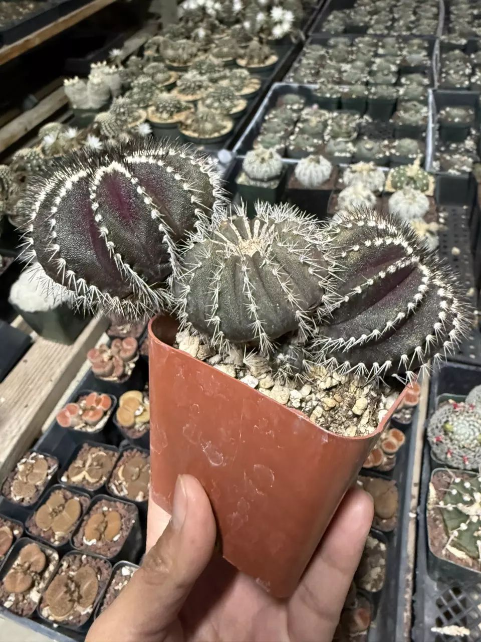 Uebelmannia Pectinifera 3" pot (hot nailed) thumbnail