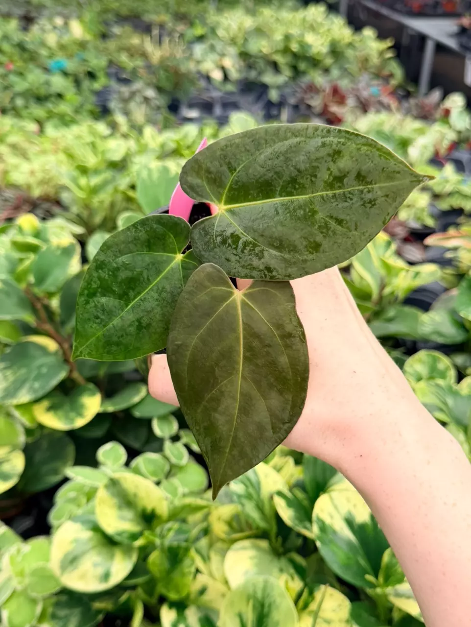 Anthurium Red Sinus x Hulk Specific 4” Pot 9070FEP | F thumbnail