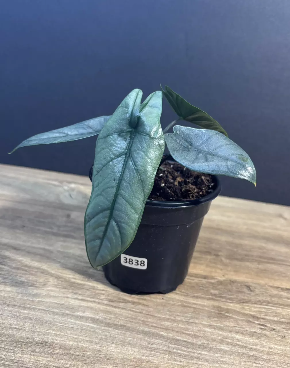 Alocasia Heterophylla Metallic Blue 4” 3838 thumbnail