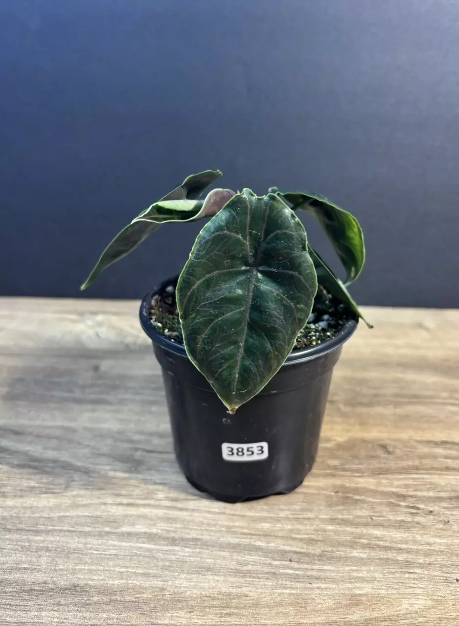 Alocasia Azlanii 4” 3853 thumbnail