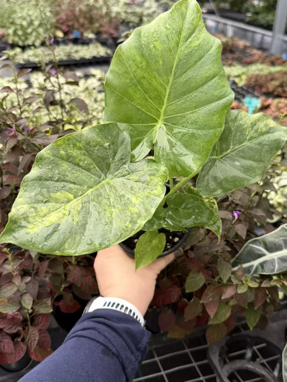 Alocasia Yellow Variegated Gageana Aurea 4” Pot Specific Plant 9213LSP | FF thumbnail