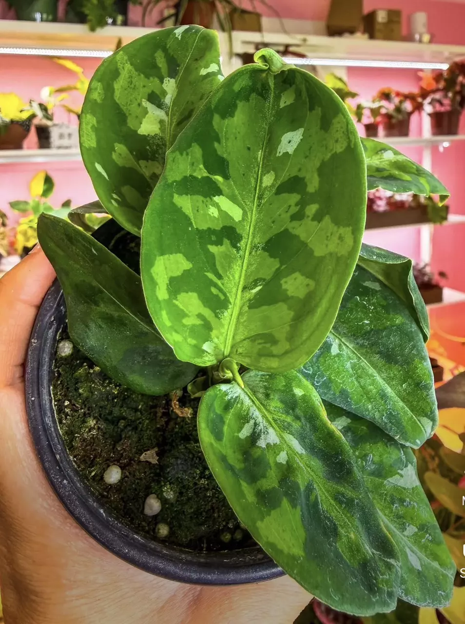 Aglaonema Pictus Tricolor thumbnail