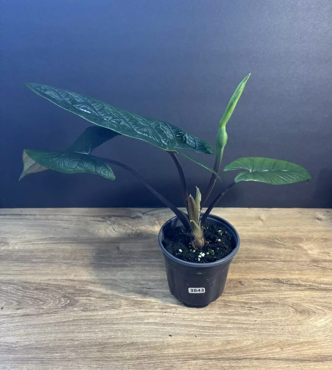 Alocasia Scalprum 4” thumbnail