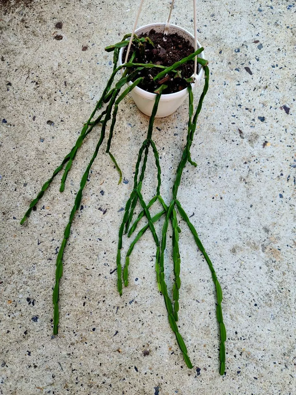 Rhipsalis Paradoxa thumbnail