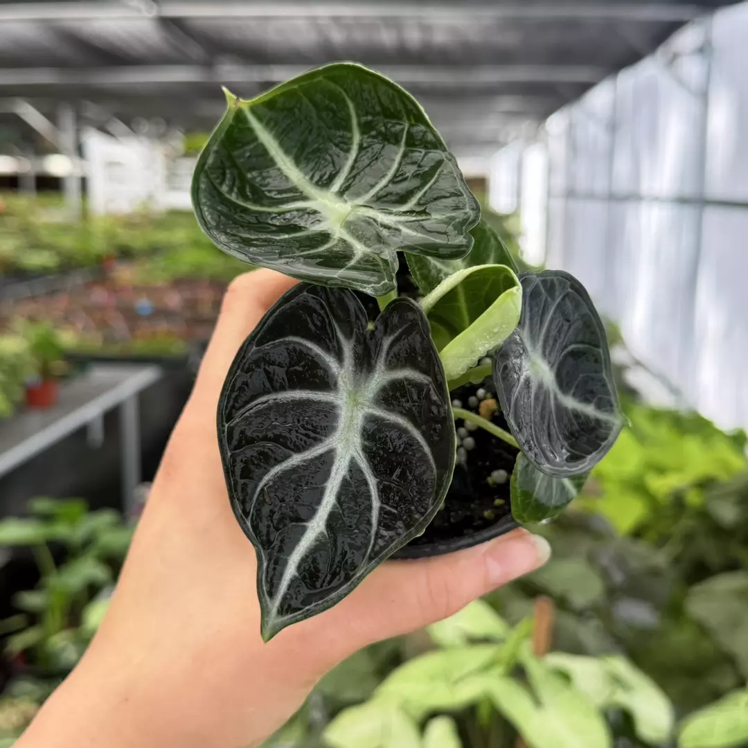 Alocasia Ninja Specific 4” Pot 9135ZSP | F | thumbnail