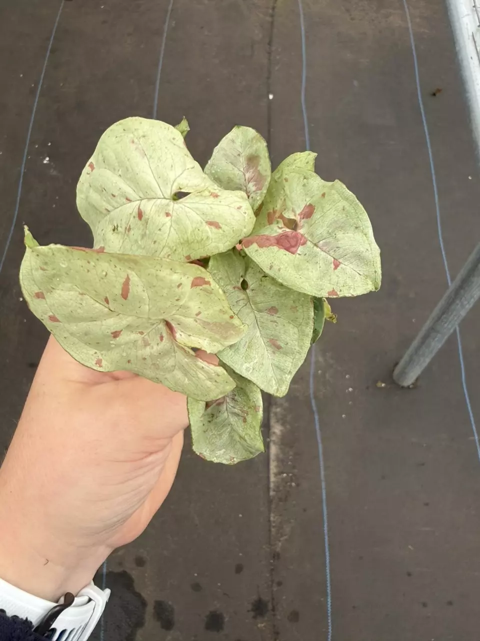 Syngonium Milk Confetti Starter Specific Plant 9220LSP | FF thumbnail